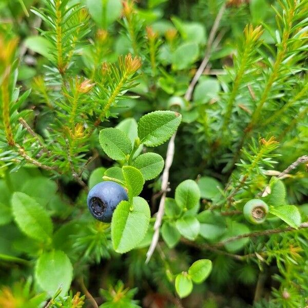 Vaccinium myrtillus Frukt