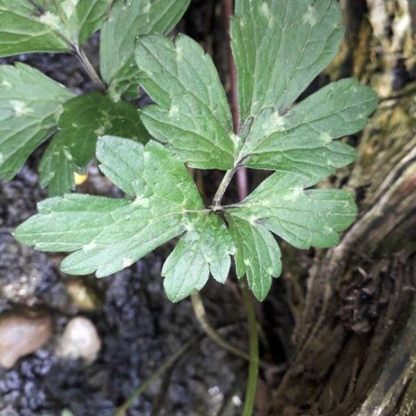 Ranunculus repens Лист