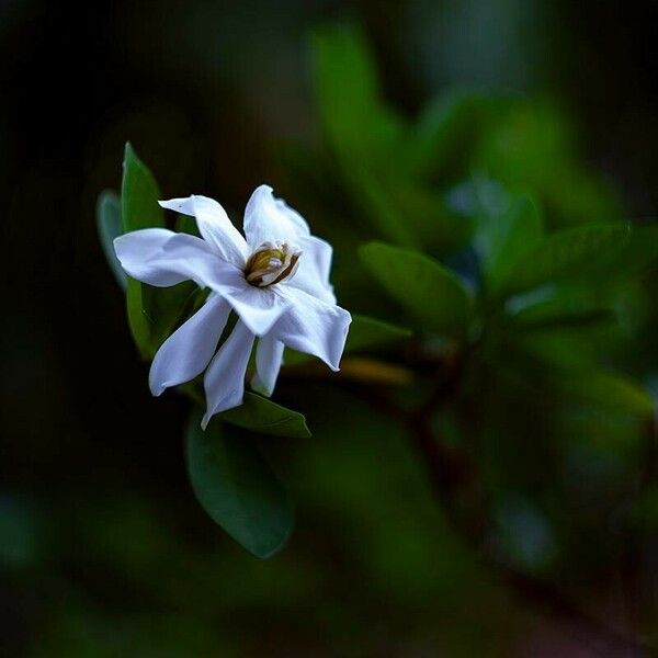 Gardenia taitensis Virág