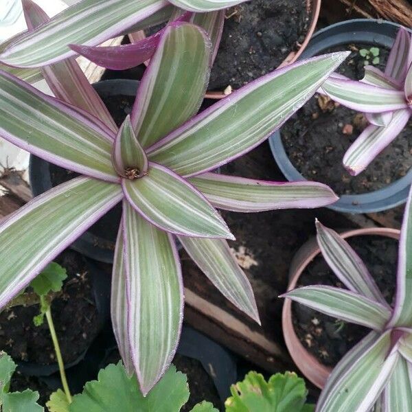 Tradescantia spathacea ഇല