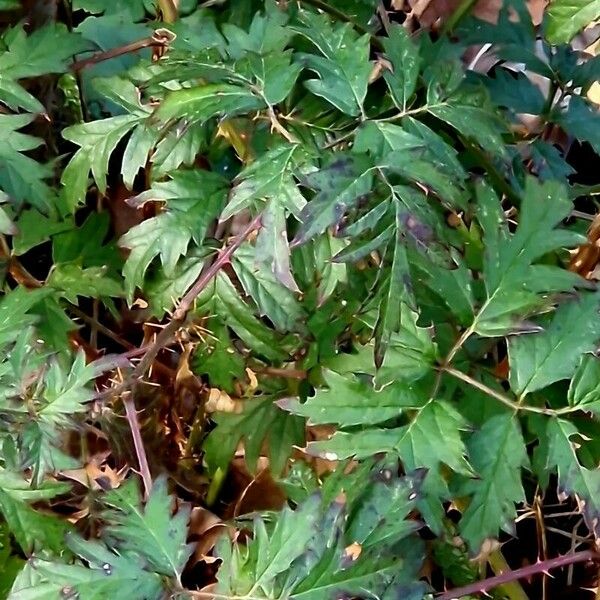 Rubus nemoralis Folha