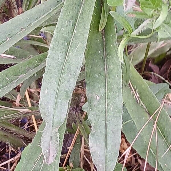 Echium vulgare Hoja