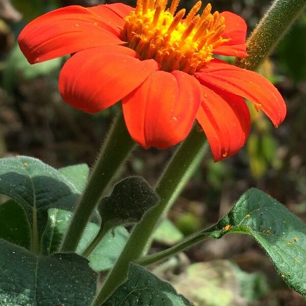 Tithonia rotundifolia 花