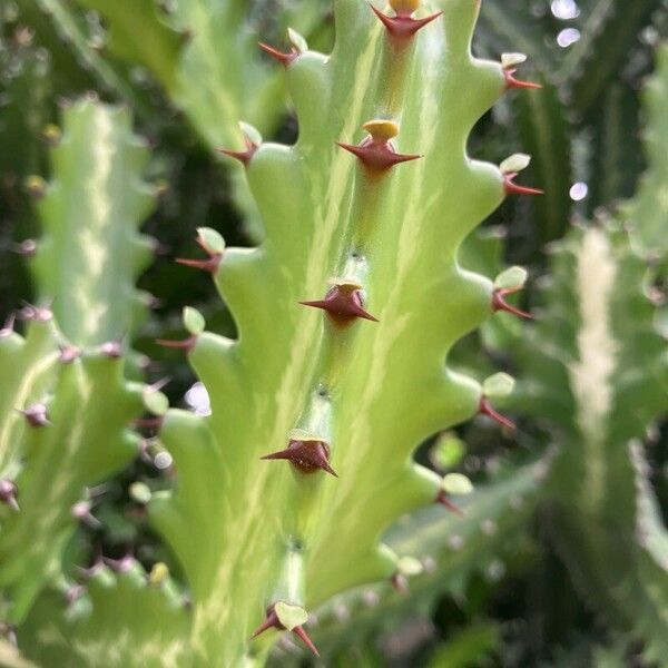 Euphorbia lactea Folio