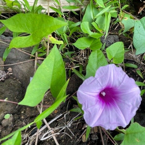 Ipomoea aquatica Flower