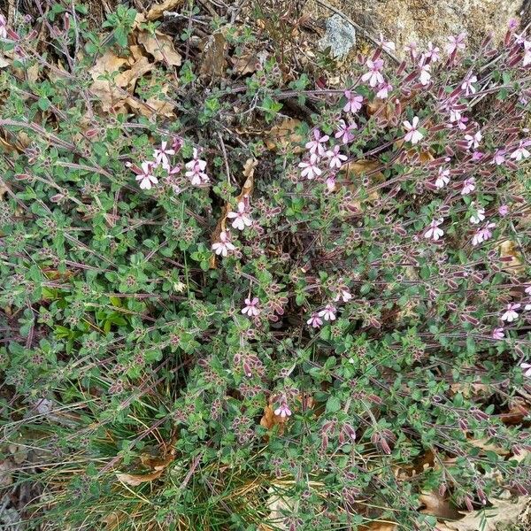 Saponaria ocymoides आदत