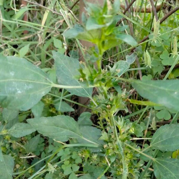 Acalypha virginica Fruit