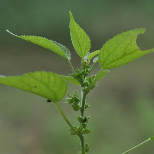 Acalypha ciliata ᱥᱟᱠᱟᱢ