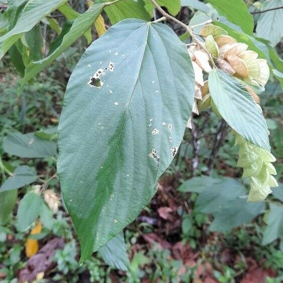 Flemingia strobilifera Folha