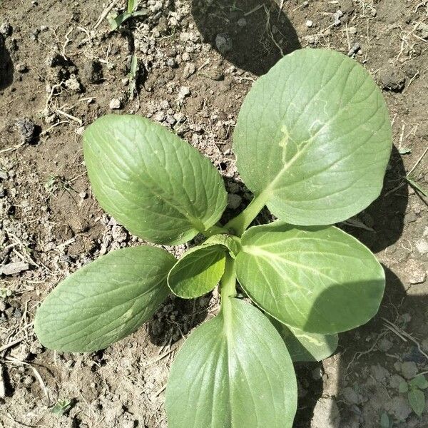 Brassica rapa 葉