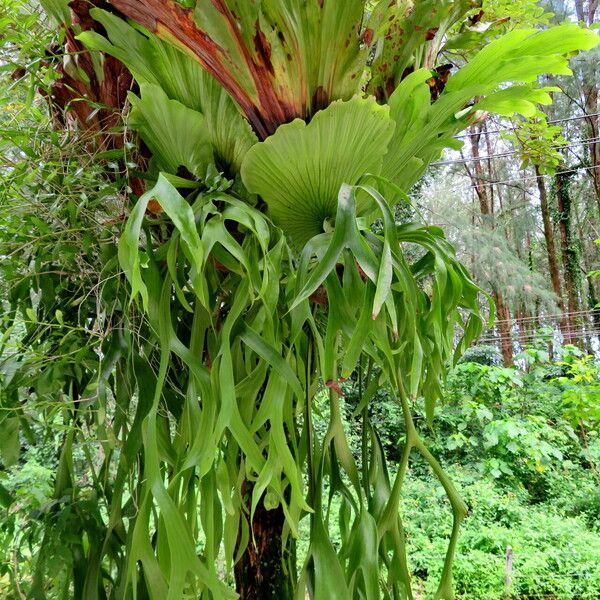 Platycerium superbum Habitatea