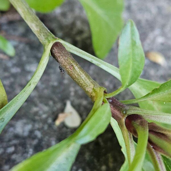 Valeriana rubra Bark