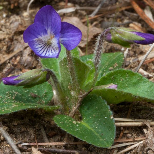 Viola sagittata Habitatea