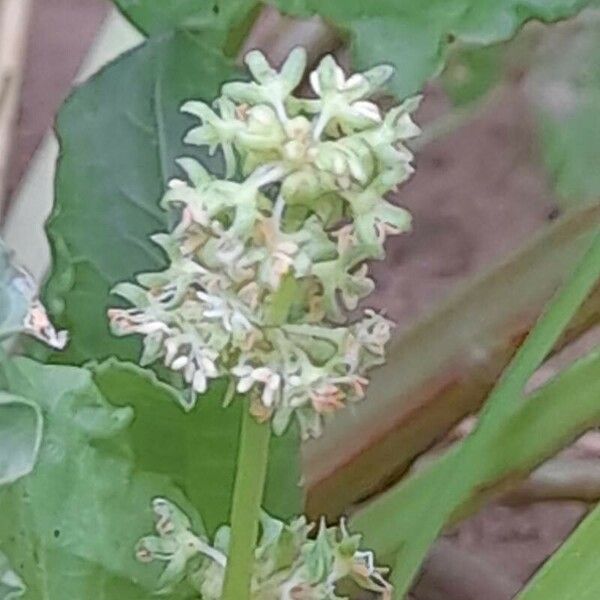 Rumex spinosus Lorea