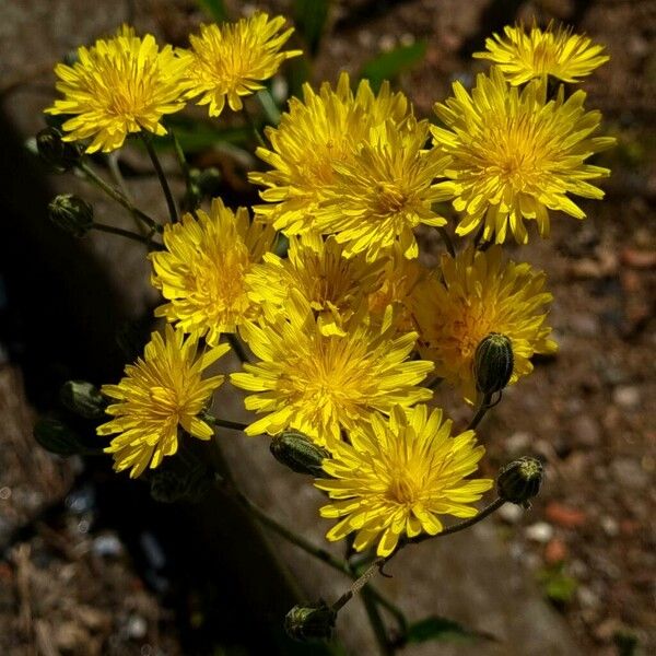 Crepis vesicaria Blomst