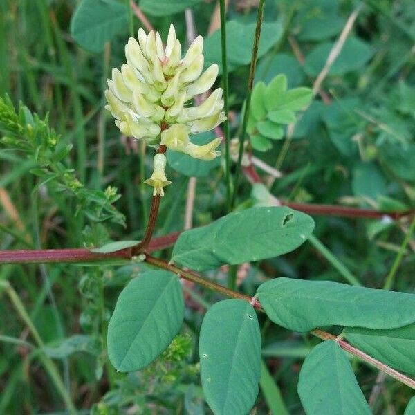 Astragalus glycyphyllos Flower