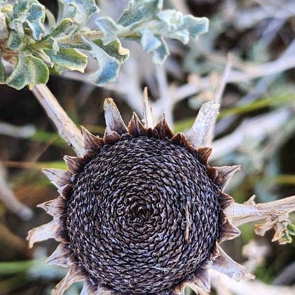 Anvillea garcinii Fruit