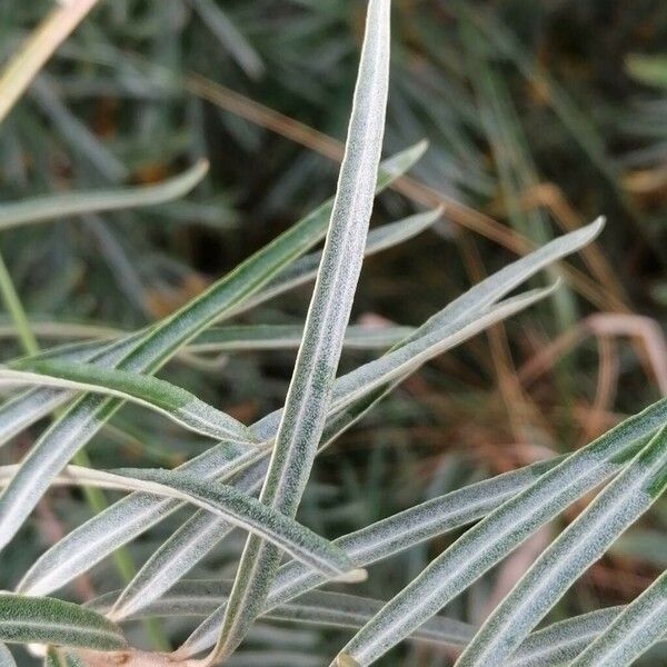 Hippophae rhamnoides Folha