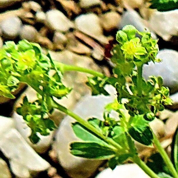 Alchemilla plicata Blomst