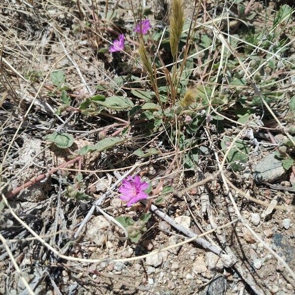 Allionia incarnata Flower