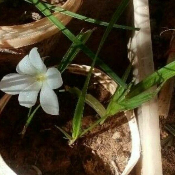 Eleutherine bulbosa Leaf