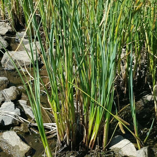 Carex rostrata Levél