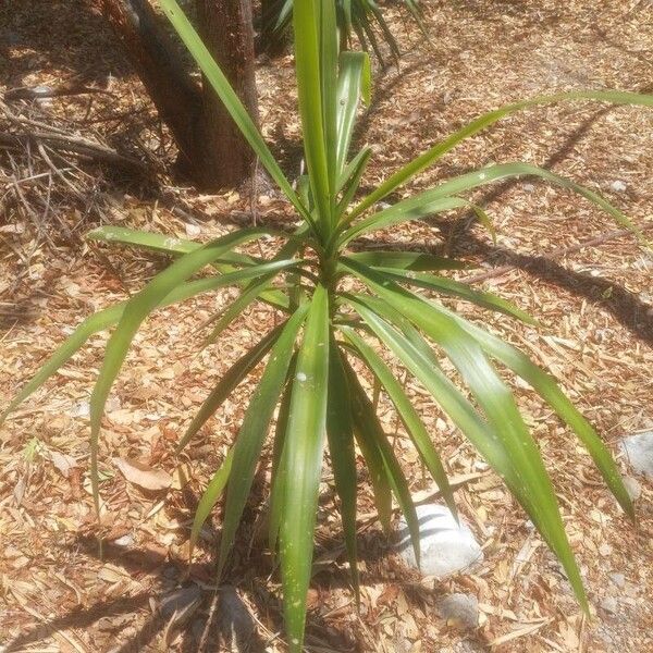 Yucca aloifolia Leaf