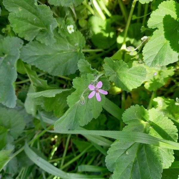 Erodium malacoides Yeri