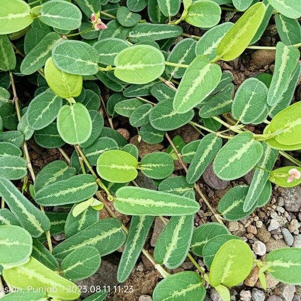 Alysicarpus vaginalis Leaf