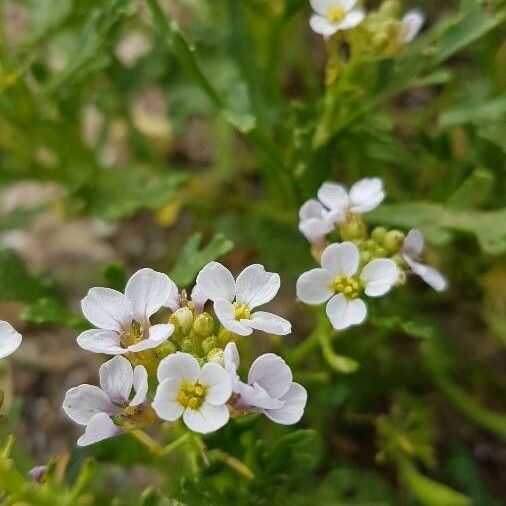 Cakile maritima Flower