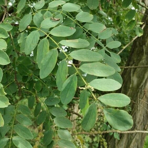 Robinia pseudoacacia Leaf