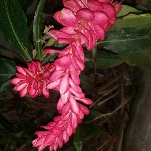 Alpinia purpurata Flower