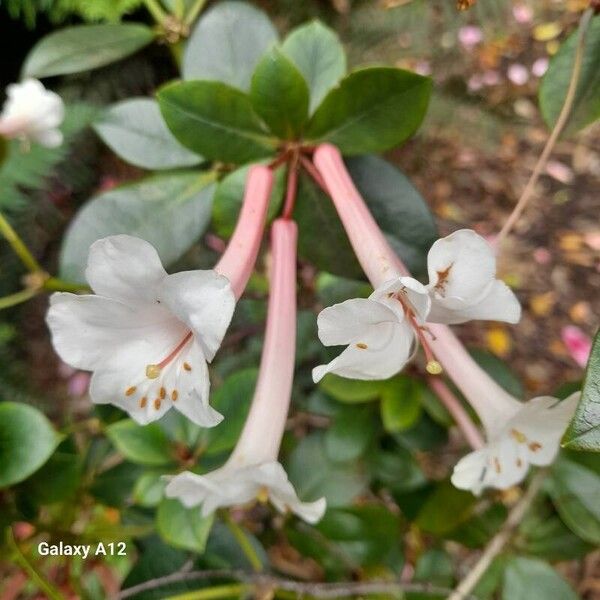 Rhododendron tuba ᱵᱟᱦᱟ