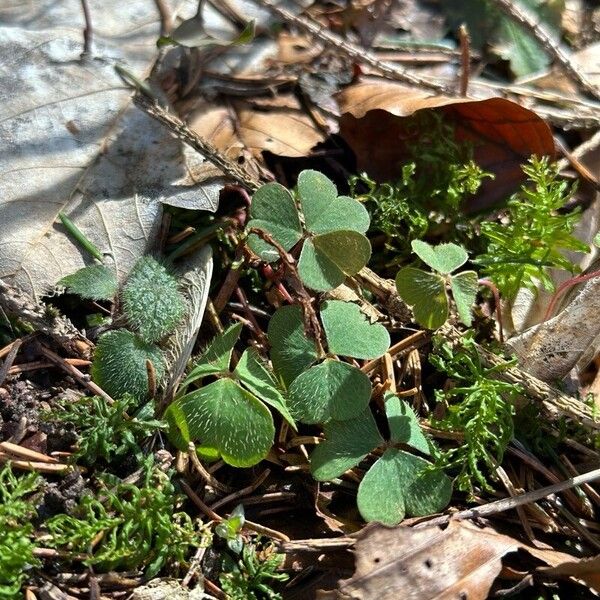 Oxalis acetosella Blomma