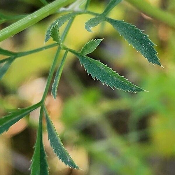 Ammi majus Φύλλο