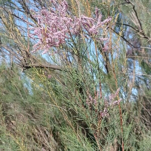 Tamarix ramosissima Fulla