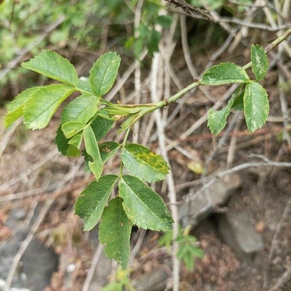 Rosa canina Лист