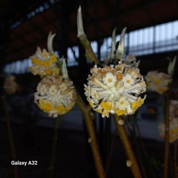 Edgeworthia chrysantha Flor