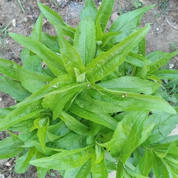 Veronica spicata Fuelha