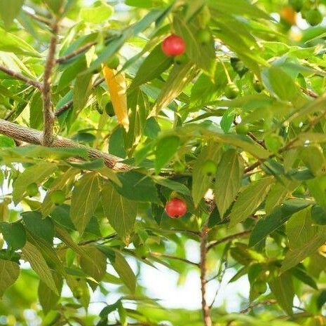 Muntingia calabura Leaf