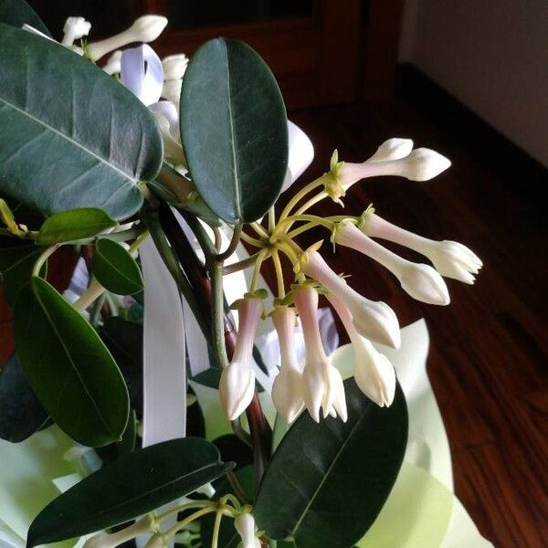 Stephanotis floribunda Blüte