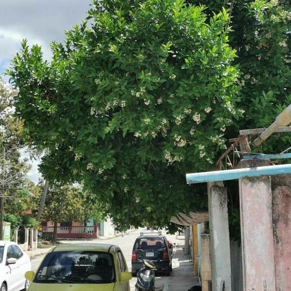 Ehretia tinifolia Folha