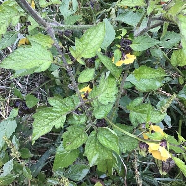 Physalis philadelphica Folha