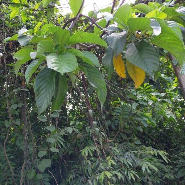 Ficus auriculata 叶