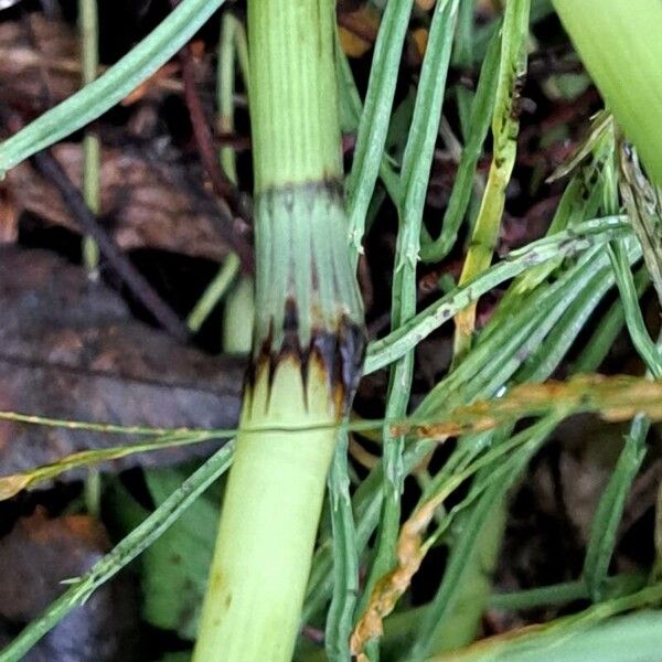 Equisetum sylvaticum 其他