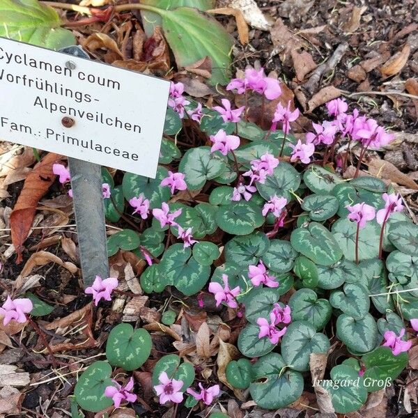 Cyclamen coum موطن