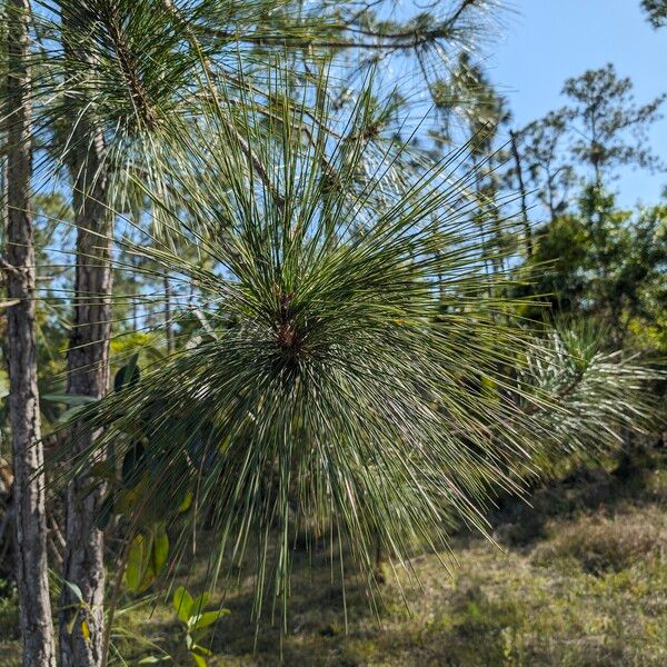 Pinus elliottii 葉