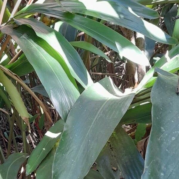 Hedychium coronarium Leaf