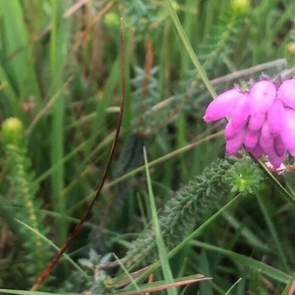 Erica tetralix Flower