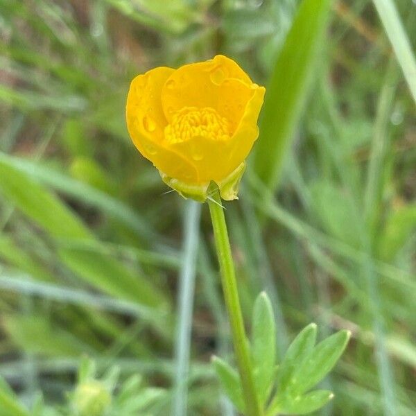 Ranunculus acris Цвят